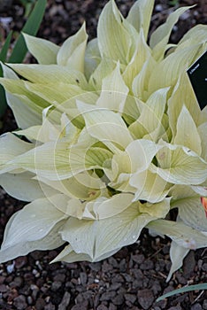 Heart lily Hosta White Feather, striking white foliage