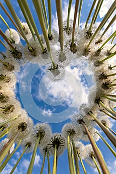 A heart lined with fluffy dandelions, with blue sky on the background