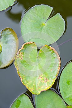 Heart Lotus leaf, Lotus leaf-shaped heart