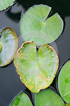 Heart Lotus leaf, Lotus leaf-shaped heart