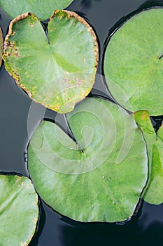 The heart Lotus leaf, Lotus leaf-shaped heart