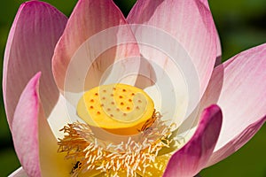 Heart of a lotus pink lotus flower