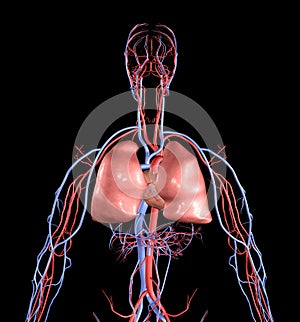 Corazón a pulmones 