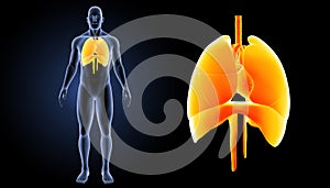 Heart, Lungs and Diaphragm zoom with body anterior view