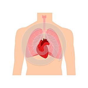Heart and lungs. Internal organs in a male human body. Anatomy of people.Part of the human heart. Diastole and systole.Filling and