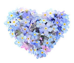 Heart made of amazing spring forget-me-not flowers on white