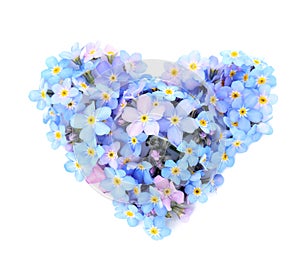 Heart made of amazing spring forget-me-not flowers on white background