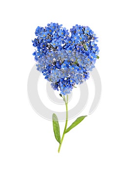 Heart made with beautiful Forget-me-not flowers isolated on white