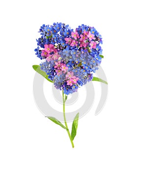 Heart made with beautiful Forget-me-not flowers isolated on white