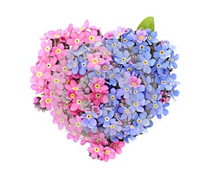 Heart made with beautiful Forget-me-not flowers isolated on white