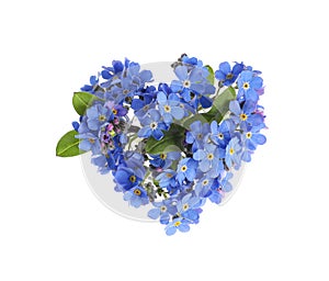 Heart made with blue Forget-me-not flowers isolated on white