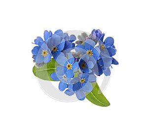 Heart made with blue Forget-me-not flowers isolated on white