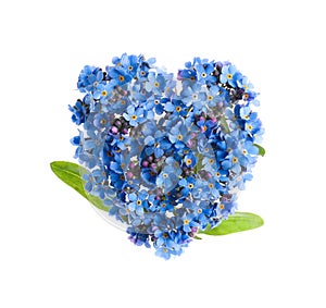 Heart made with blue Forget-me-not flowers isolated on white