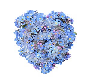 Heart made with blue Forget-me-not flowers isolated on white