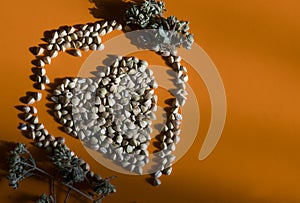 Heart made of buckwheat grain seeds surrounded by ring of other buckwheat seeds decorated with some branches of oregano on orange