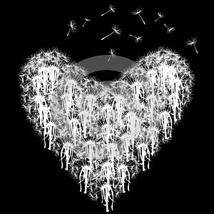 Heart made of dandelions with seed flying on black background