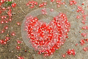 Heart made from red flower on the ground.