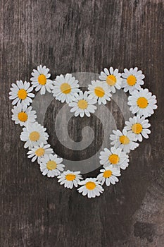 Heart made of white daisies on rustic wooden background. Top view of heart shape chamomile flowers