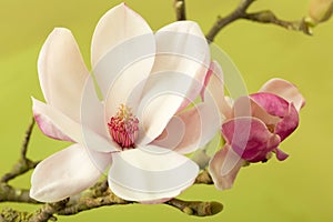 Heart of a magnolia