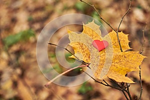 Heart on maple leaf. Infatuation or loneliness concept