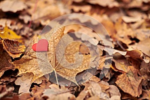 Heart on maple leaf. Infatuation or loneliness concept