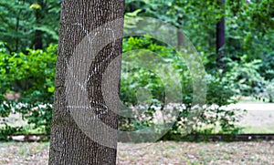 A heart is marked on a tree bark with an arrow indicating the direction