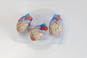Heart model. Human heart plastic model. anatomical model of human heart.