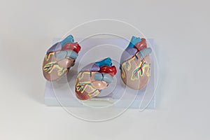 Heart model. Human heart plastic model. anatomical model of human heart.