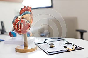 Heart model. Human heart plastic model. anatomical model of human heart.