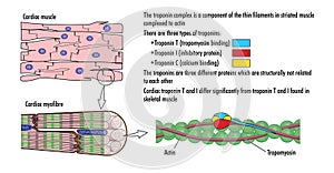 Heart muscle anatomy and function