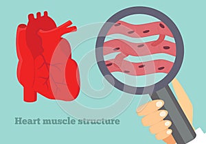 Heart muscle structure illustration. Illustration of cardiac tissue.