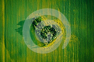 Heart made of trees in rapeseed field, aerial view
