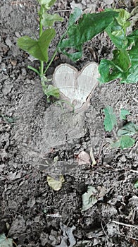 Heart in nature - tree stump in the shape of a heart