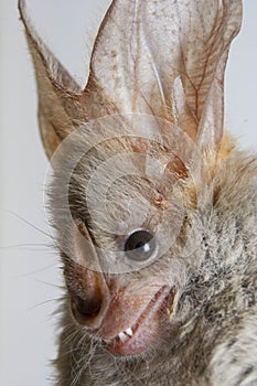 Heart-nosed bat (Cardioderma cor) photo