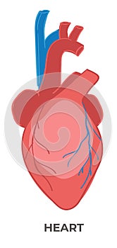 Heart organ of human body, biology and anatomy