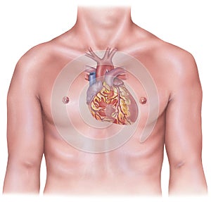 Heart - Overlaid on Male Torso