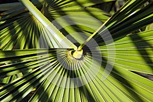 Heart of palm between shade and matter. A summer day.