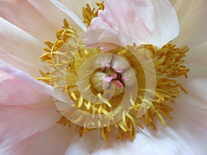 Heart of a peony with it`s stamen