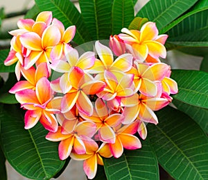 Heart picture Plumeria flowers