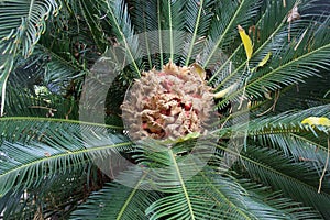 Heart of a plant Cycas revoluta