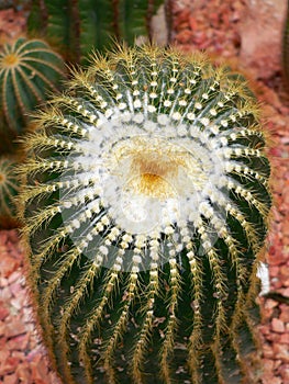 Heart of prickles photo