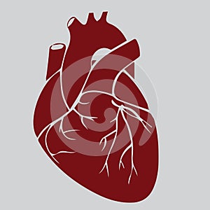 Heart, realistic, red, hand-drawn illustration