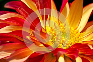 Heart of a red / yellow dahlia flower as closeup