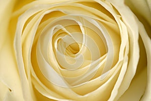 The heart of a rose