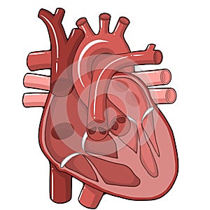 Heart schema - Heart - Human body - Education