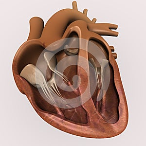 Heart section