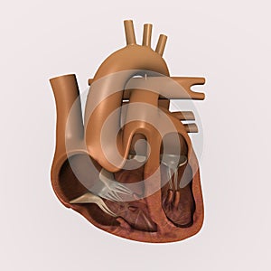 Heart section