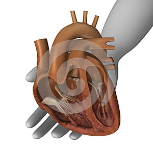 Heart section