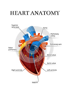 Heart sectional anatomy vector cardiological illustration