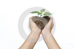 Heart shap soil and plant among woman hands
